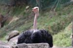 Ostrich