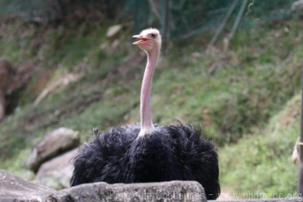 Ostrich