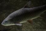 Semah mahseer