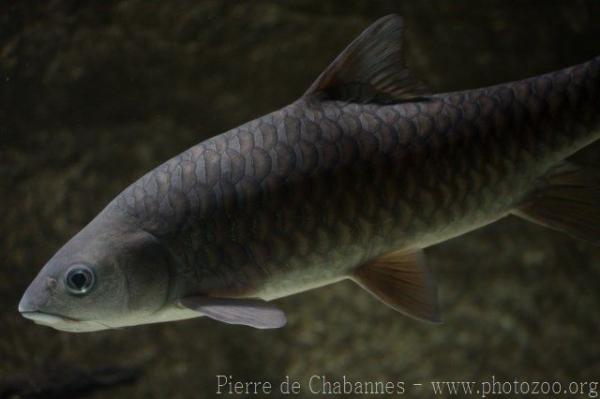 Semah mahseer