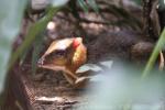 Lesser mousedeer