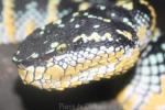 Wagler's pitviper