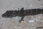 Banded forest gecko