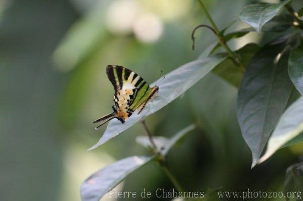 Five-bar swordtail