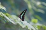 Common bluebottle