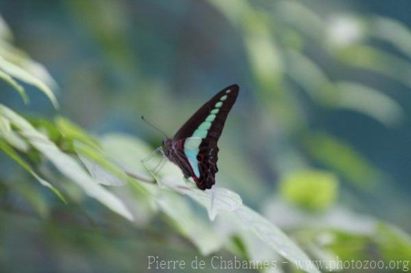 Common bluebottle