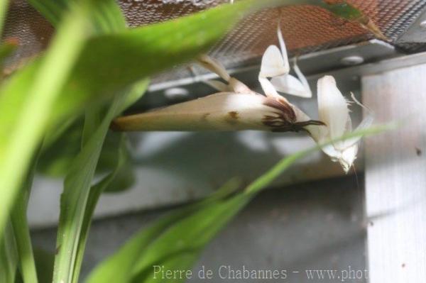 Malaysian flower mantis