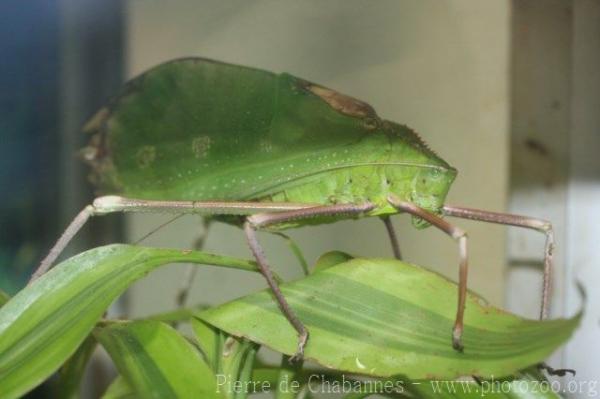 Cretaceus false leaf katydid