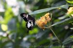 Black-and-white Helen