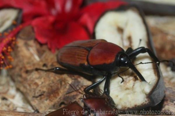 Giant malaya weevil