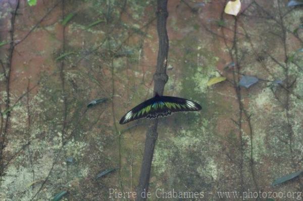 Rajah Brooke birdwing
