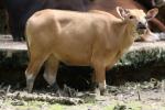 Bornean banteng