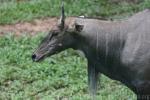 Nilgai