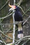 Bornean rhinoceros hornbill