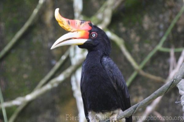 Bornean rhinoceros hornbill