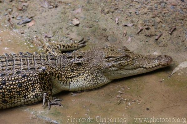 Saltwater crocodile
