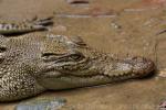 Saltwater crocodile