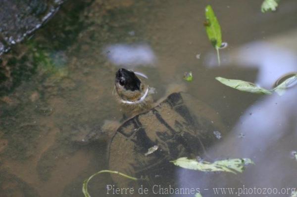 Oldham's leaf turtle