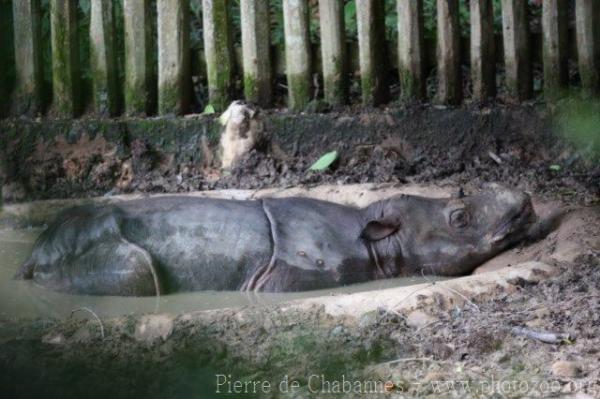 Sumatran rhinoceros *