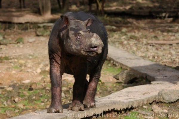 Sumatran rhinoceros *