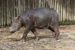 Sumatran rhinoceros *