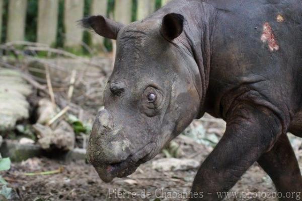 Sumatran rhinoceros *