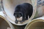 Bornean sun bear