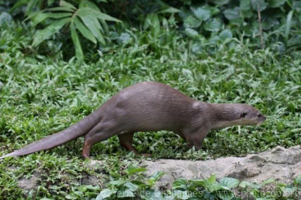 Smooth-coated otter