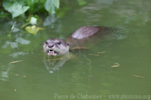 Smooth-coated otter