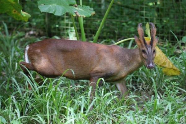 Southern red muntjac