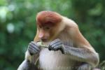 Proboscis monkey