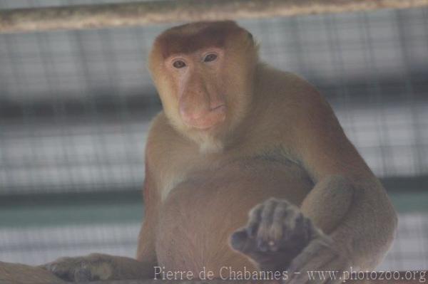 Proboscis monkey