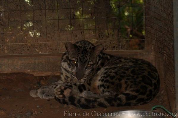 Sunda clouded leopard