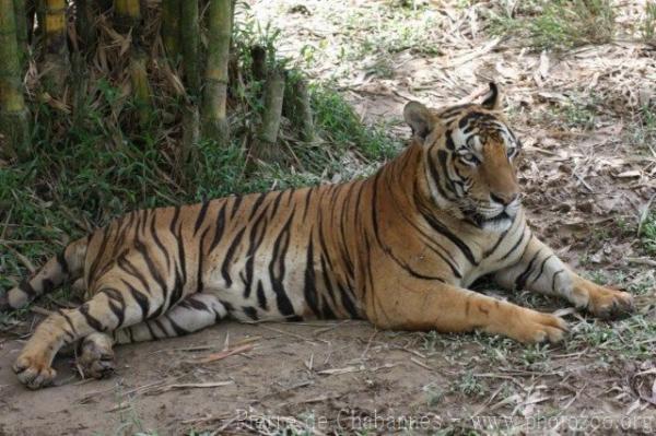 Mainland (Malayan) tiger