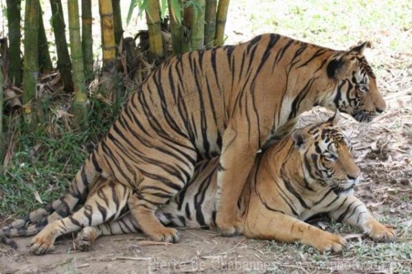 Mainland (Malayan) tiger