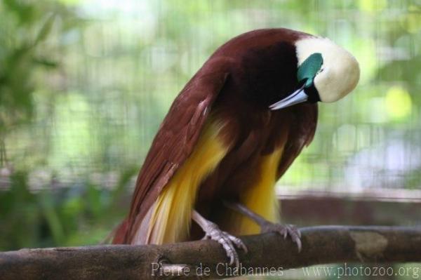 Greater bird-of-paradise