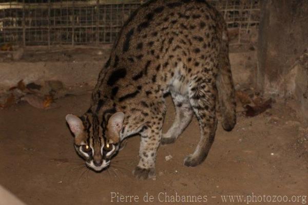 Sunda (Bornean) leopard-cat