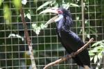 Wreathed hornbill