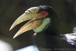 Wreathed hornbill