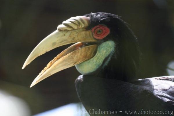 Wreathed hornbill