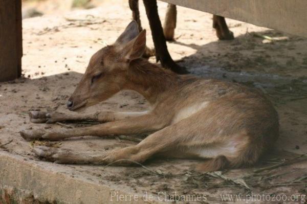 Timor deer