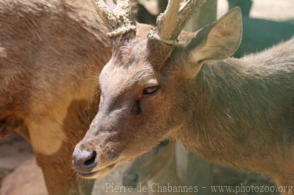 Timor deer