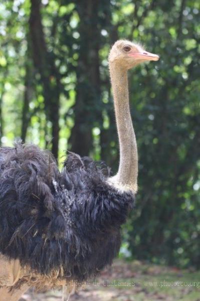 South-African ostrich