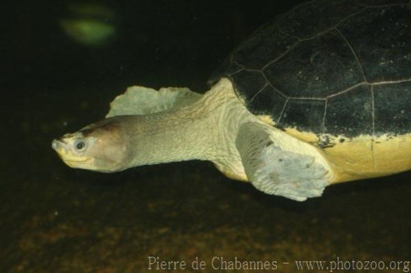 Southern river terrapin