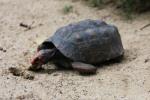 Red-footed tortoise