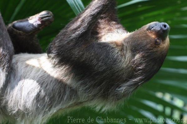 Linné's two-toed sloth