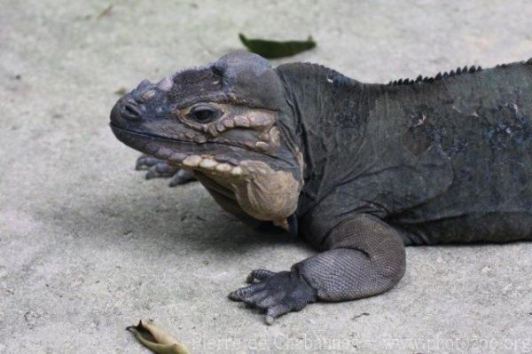 Rhinoceros iguana