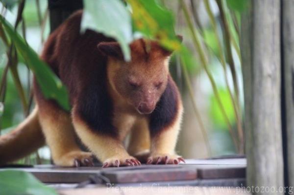 Goodfellow's tree-kangaroo