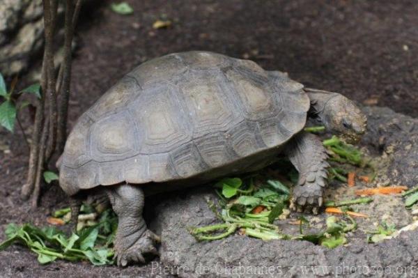 Burmese brown tortoise