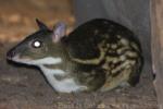 Yellow-striped chevrotain *